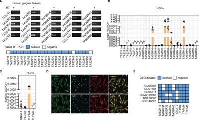 TAS2R16 Activation Suppresses LPS-Induced Cytokine Expression in Human Gingival Fibroblasts